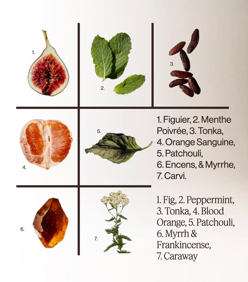 FIG TREE + PEPPERMINT