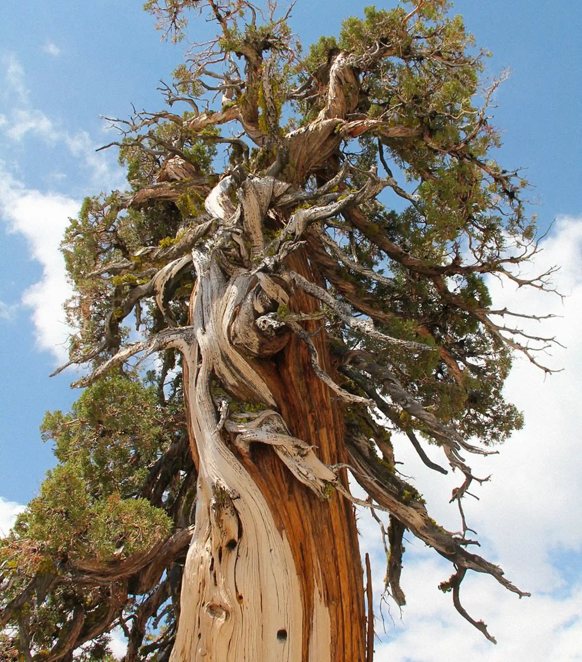 CEDAR + ROSEMARY