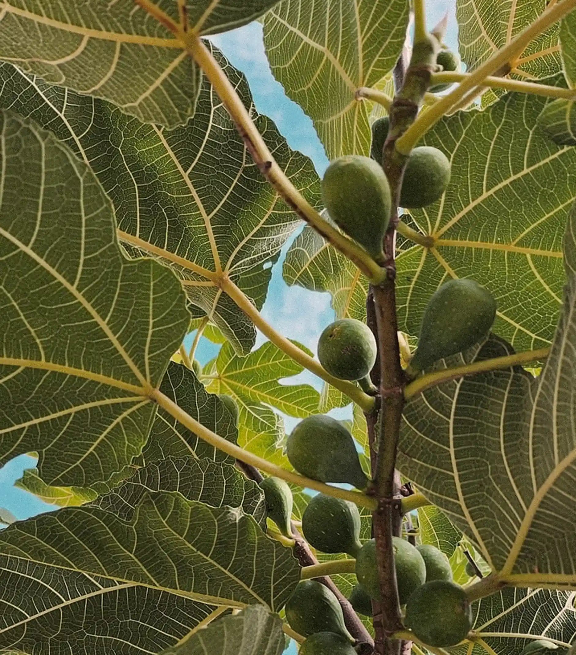 FIG TREE + PEPPERMINT